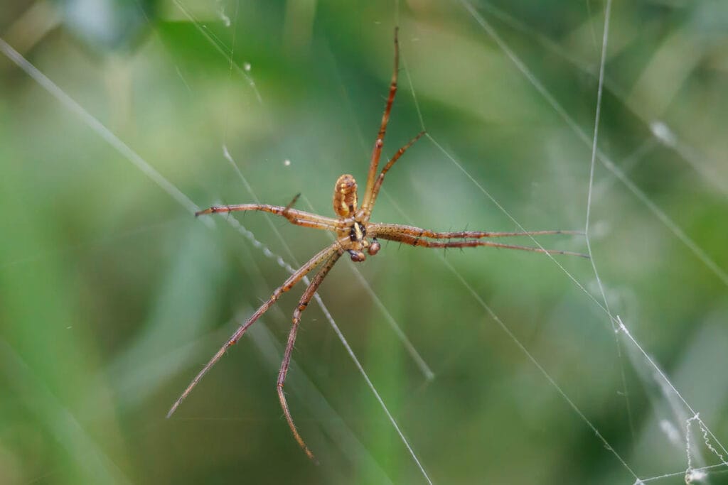 Langpotige spin in web tegen groene achtergrond