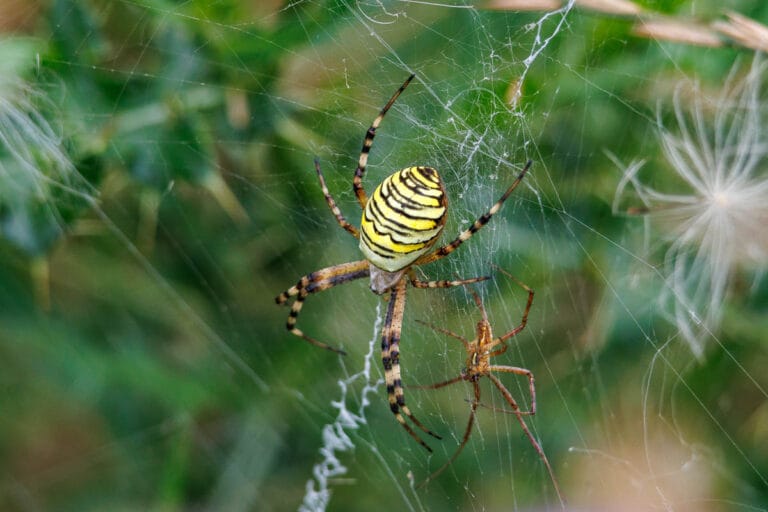 Geelzwarte wespenspin in web met kleinere spin