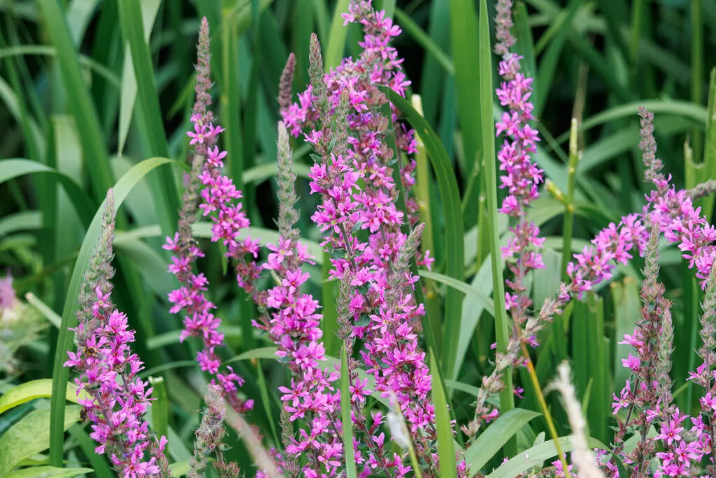 Roze kattenstaartbloemen tussen hoog groen gras