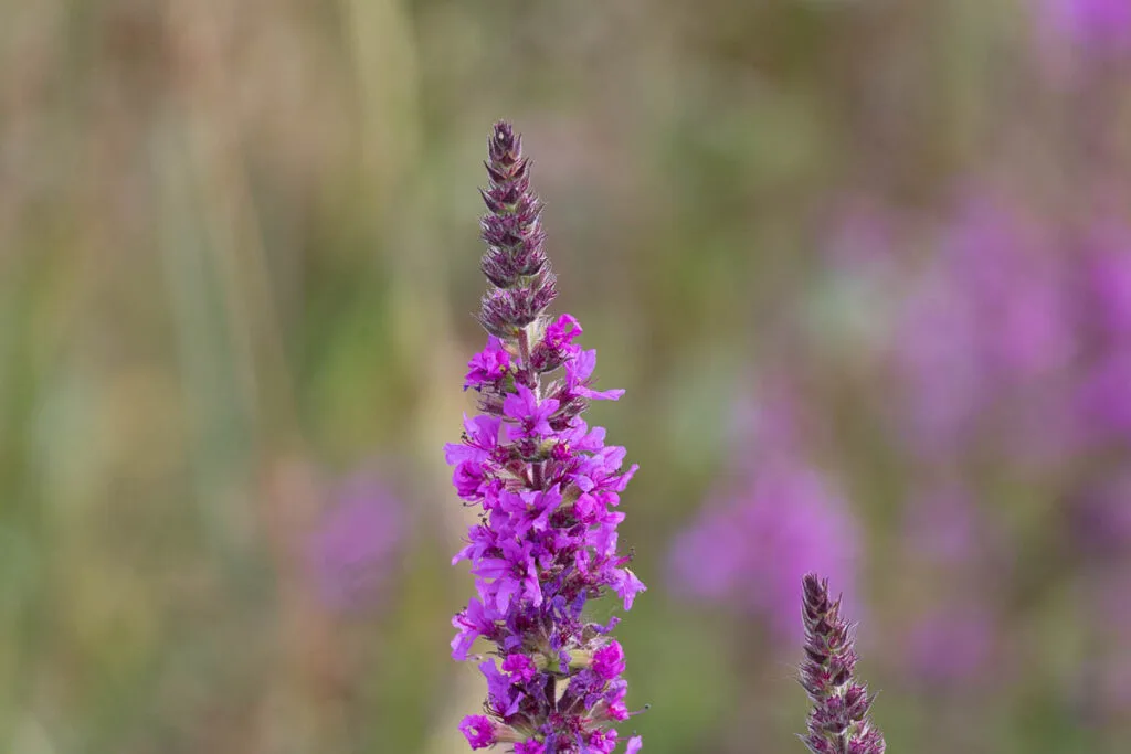 Paarse kattenstaartbloem in een zacht onscherpe bloemenweide