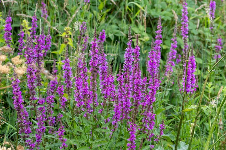 Paarse kattenstaarten bloeien in een groene bloemenweide