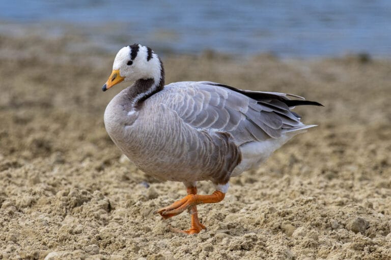 Indische gans loopt over zandige oever