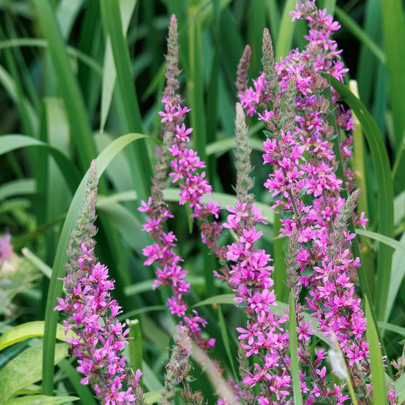 Roze kattenstaartbloemen tussen groene bladeren