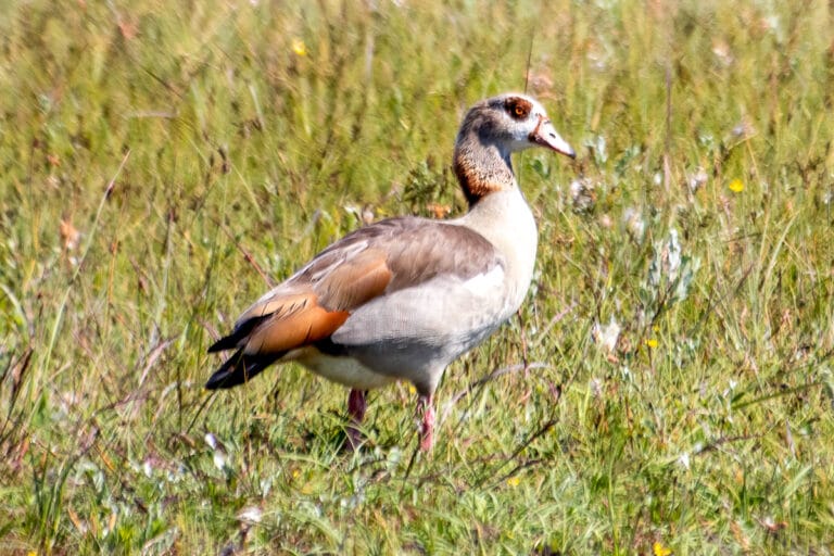 Nijlgans staat in groen grasland