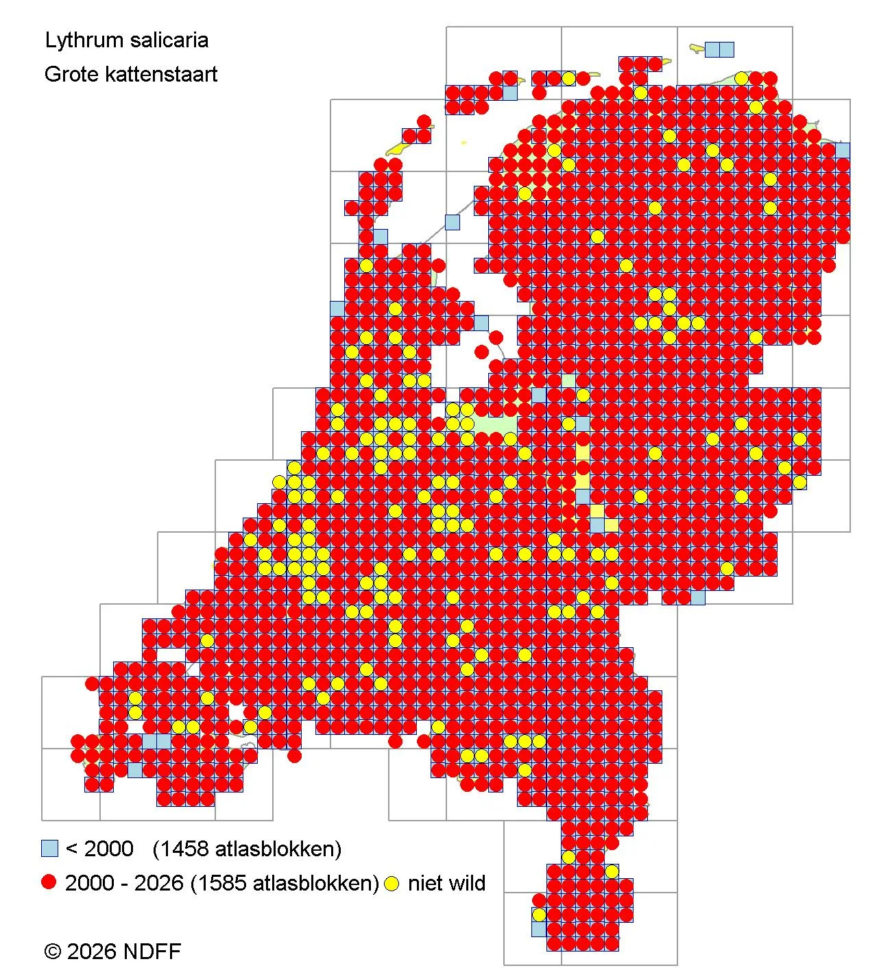 Verspreidingskaart van grote kattenstaart in Nederland