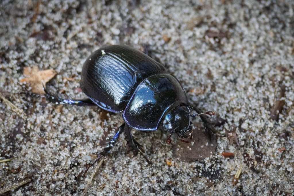 Glanzende zwarte mestkever op zanderige bodem