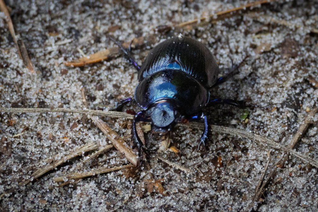 Glanzende zwarte mestkever op zanderige bosbodem