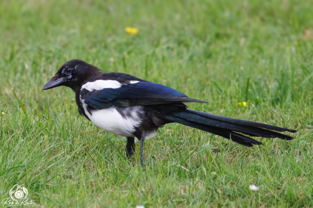 Ekster staat in groen gras