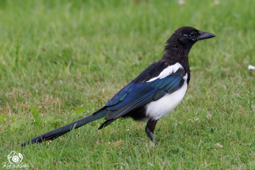 Ekster staat in groen gras