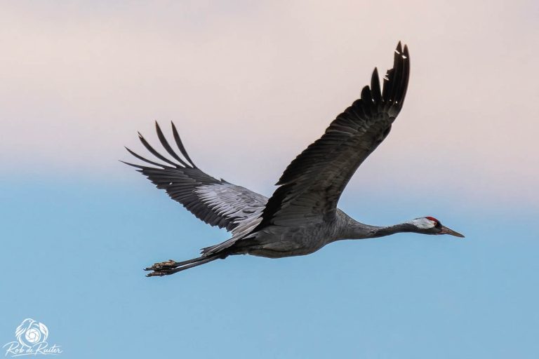Kraanvogel vliegt met gespreide vleugels tegen pastelblauwe lucht.