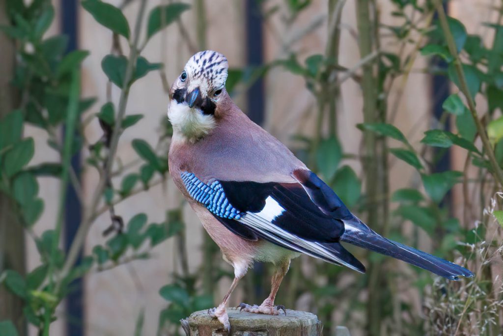 Gaai met blauwe vleugelveren op een boomstronk