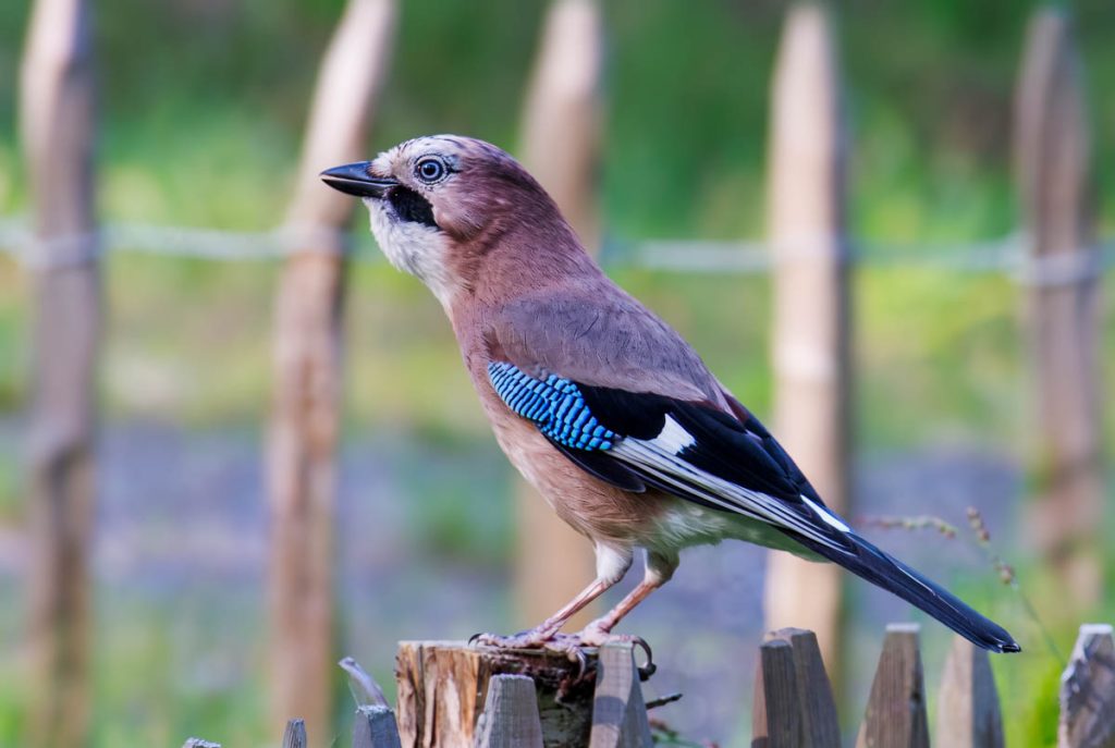 Gaai met blauwe vleugelveren op een houten paal