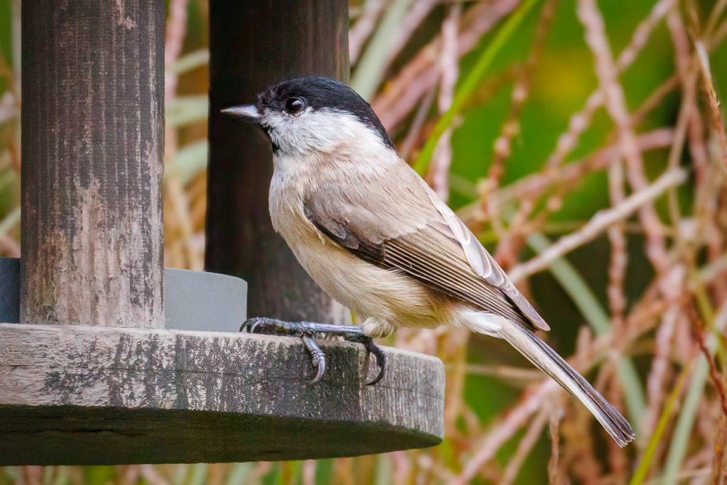 Glanskop op houten vogelvoederhuisje