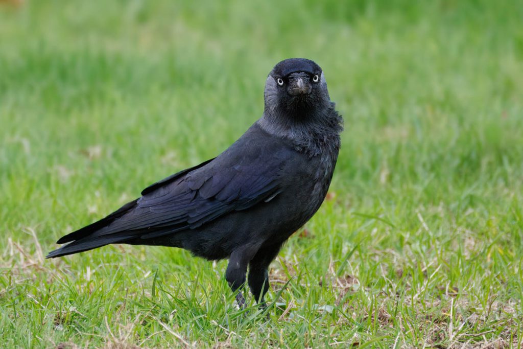 Kauw staat alert in groen gras