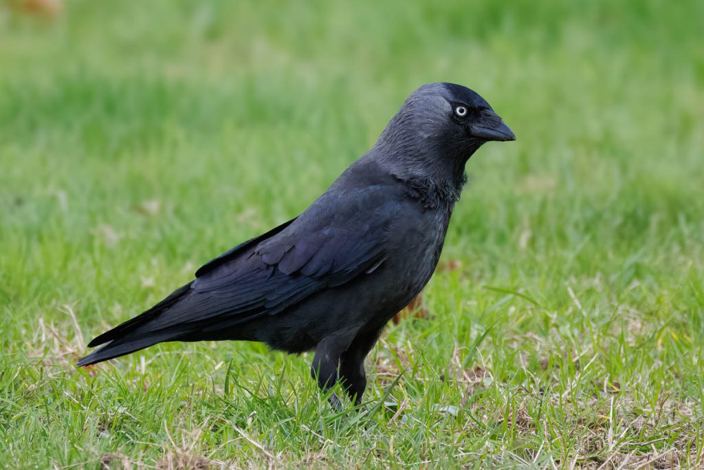 Kauw staat alert in groen gras