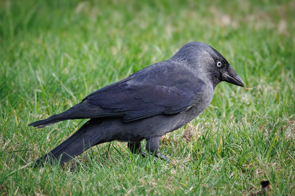 Kauw zoekt voedsel in groen gras
