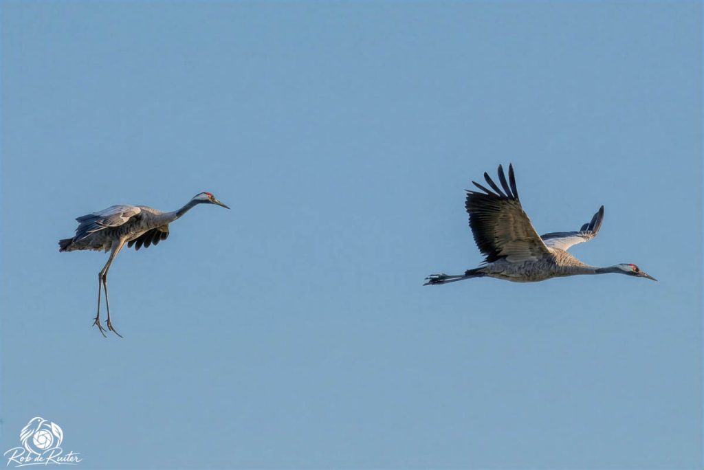 Twee kraanvogels vliegen tegen een heldere blauwe lucht