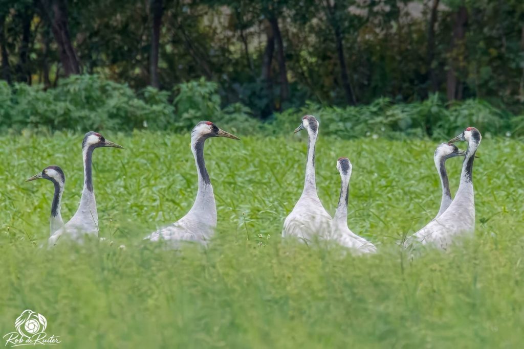 Groep kraanvogels in een groen grasland