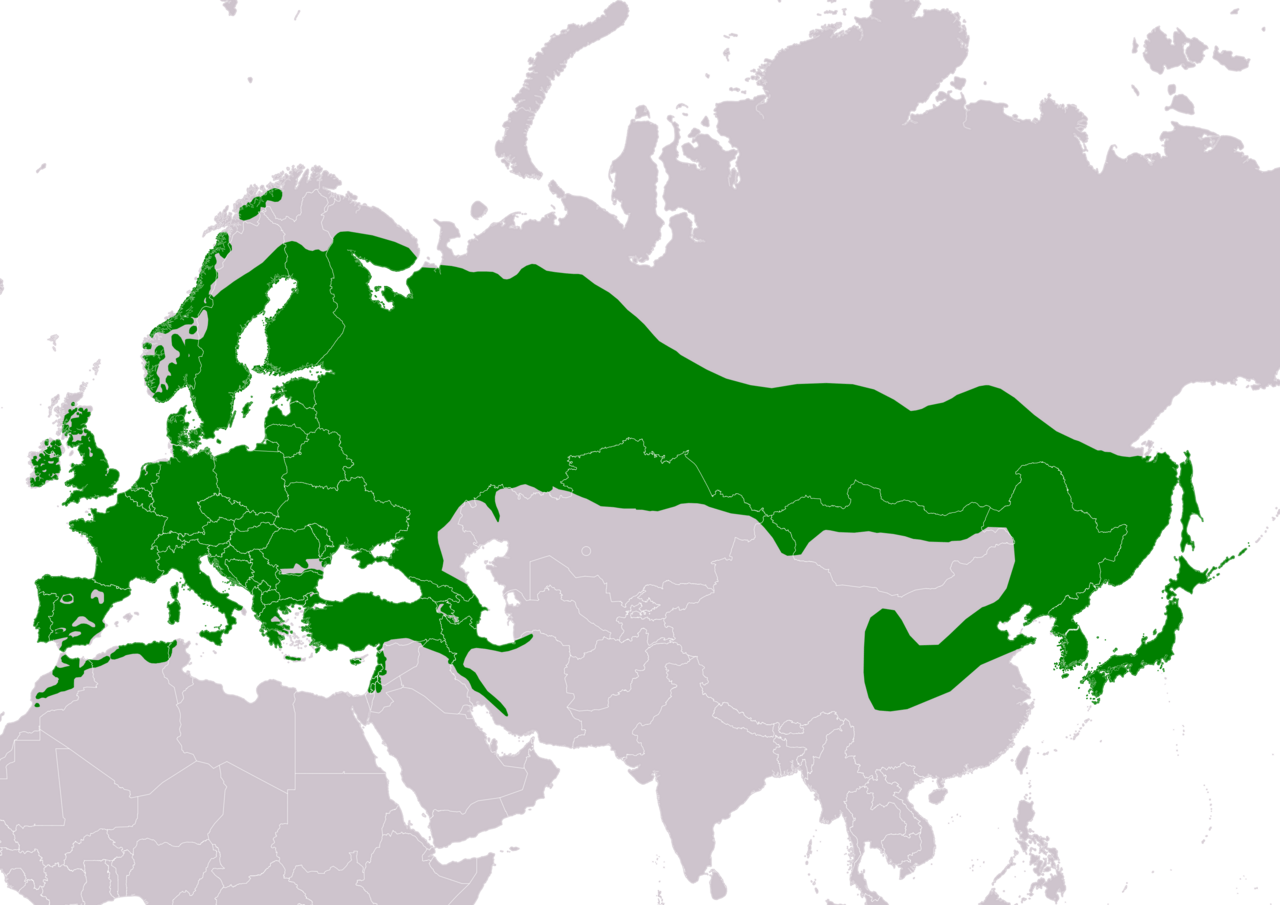 Verspreidingskaart van de gaai in Eurazi&euml; en Noord-Afrika