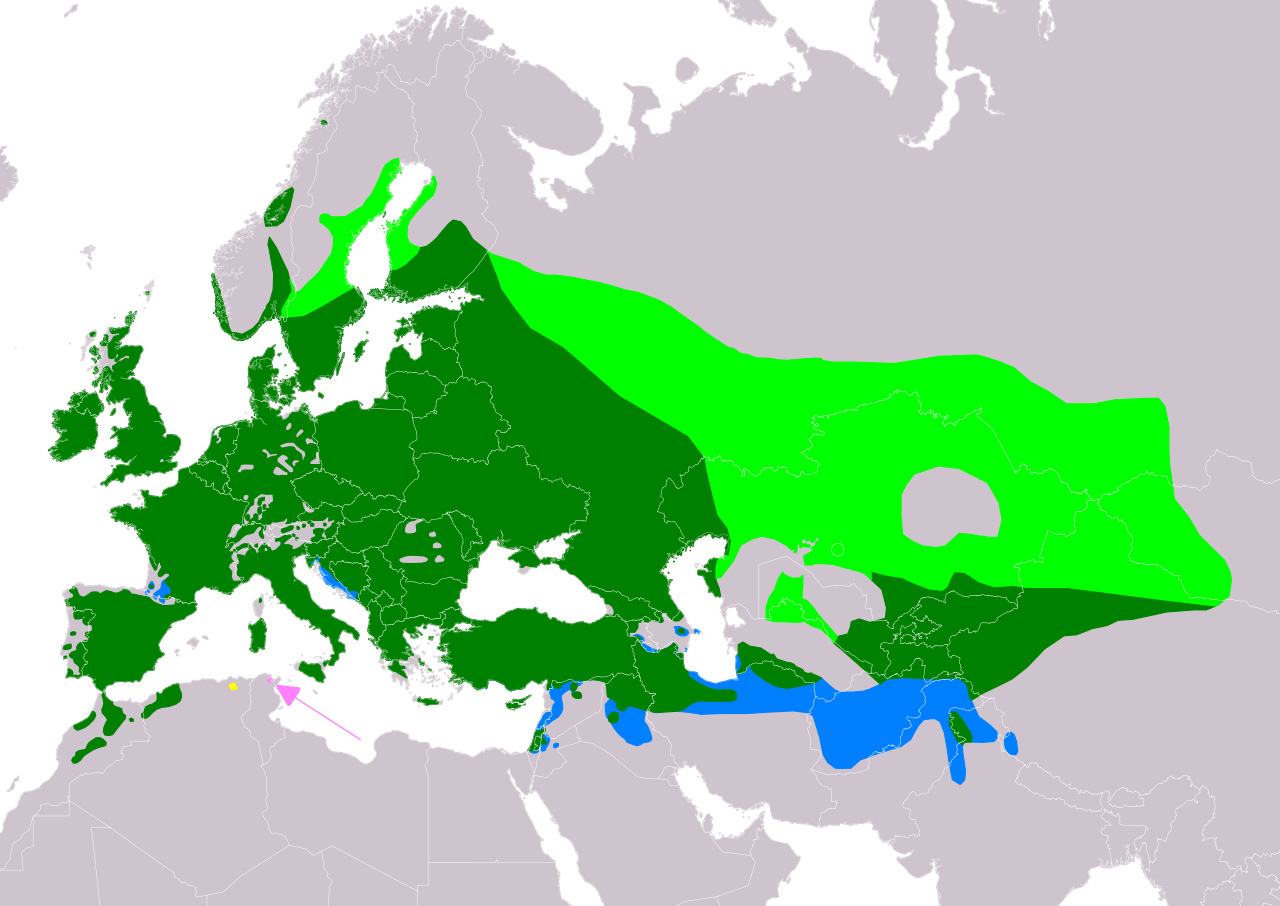 Kaart van Europa met groenblauwe verspreidingsgebieden en roze pijl