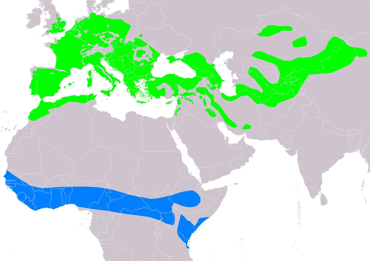Verspreidingskaart met groene en blauwe gebieden in Europa, Azi&euml; en Afrika