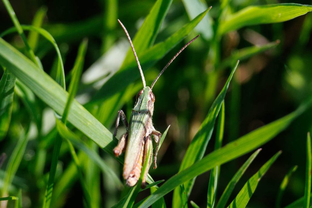Groene sprinkhaan tussen hoge grassprieten
