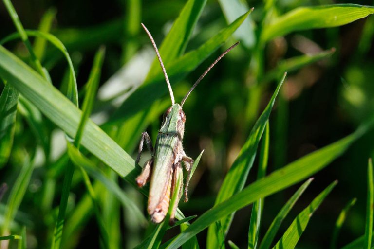 Groene sprinkhaan tussen hoge grassprieten